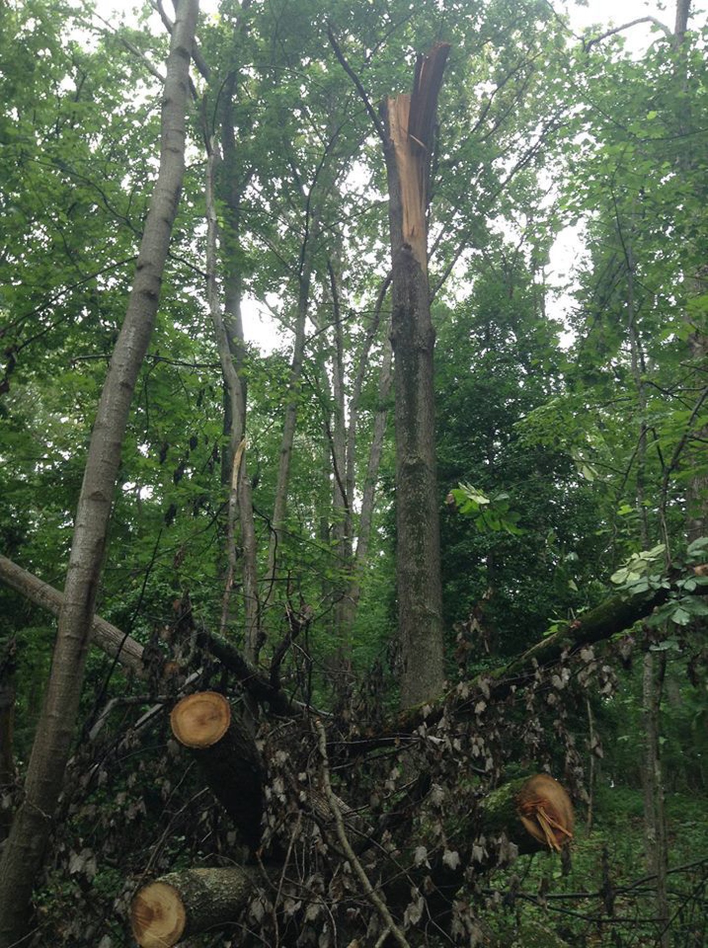 Broken poplar Broken poplar