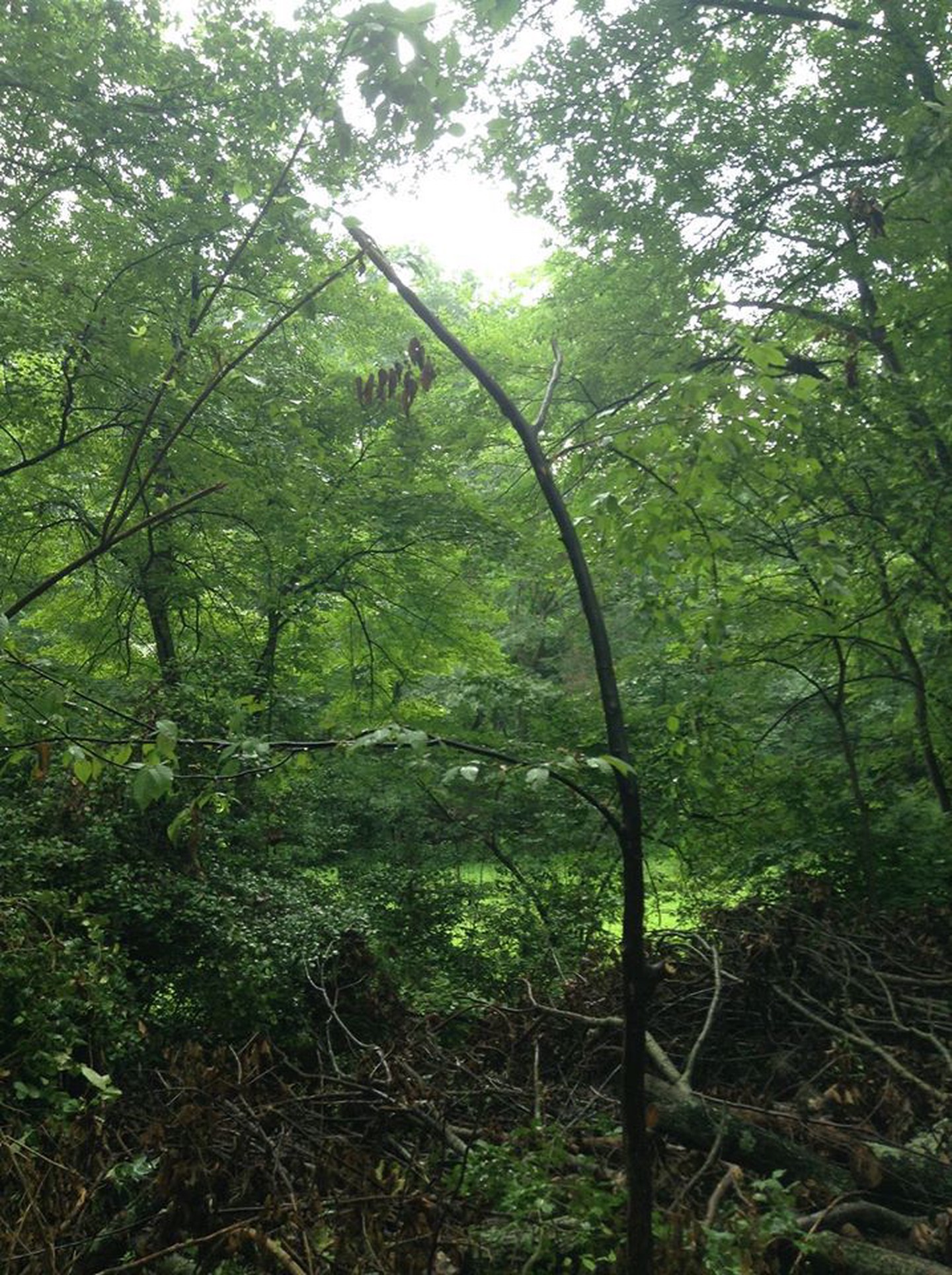 Broken Beech Broken Beech